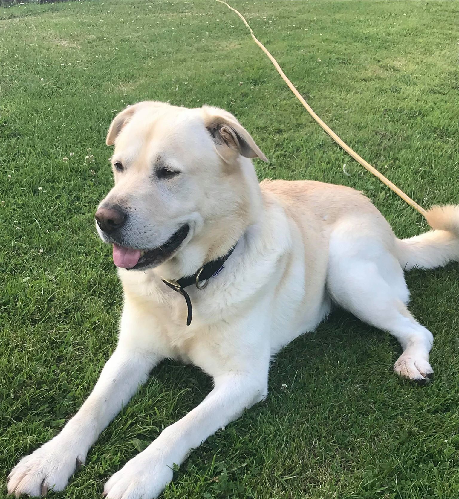 Keiko - 8 year old male Labrador cross Akita available for adoption