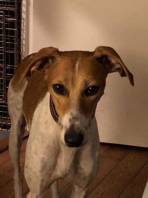 Prince - 2 year old male Saluki cross Whippet available for adoption