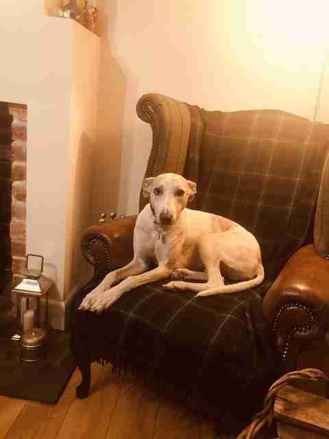 All Animal Rescue Southampton - Dogs for Adoption - dogsblog.com