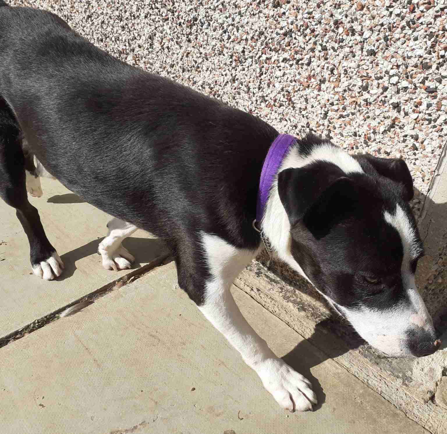 Unknown Cross Medium Size Dogs For Adoption