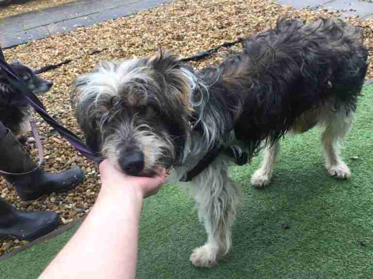 Dogs Now Rehomed Dogs For Adoption