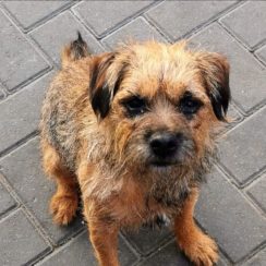 border terrier rescue essex rehome adoption dogs animals category