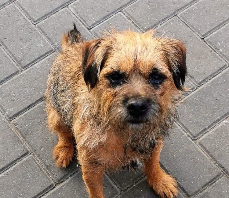 border terrier rescue yorkshire