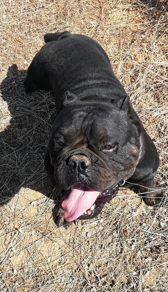 Kenzie - 2 year old male English Bulldog available for ...