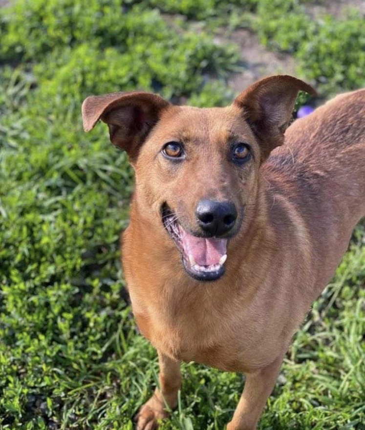 Unknown Cross Medium Size Dogs For Adoption