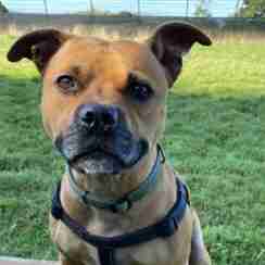 blastaway staffordshire bull terriers