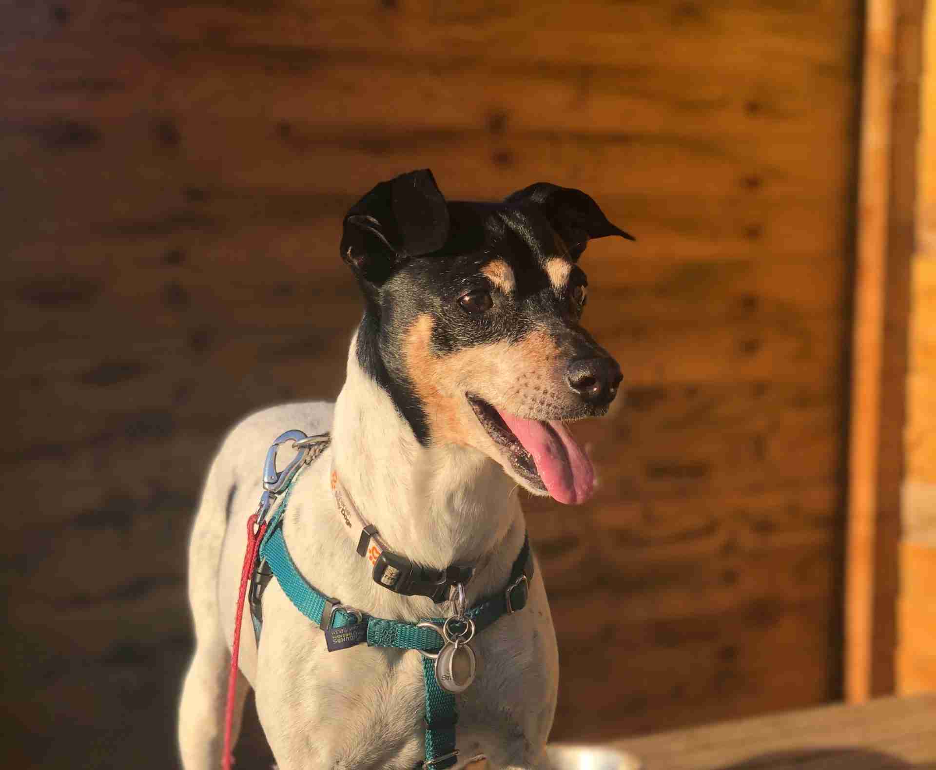 Marco 8 year old male Ratonero Bodeguero Andaluz (Spanish Jack Russell) available for adoption