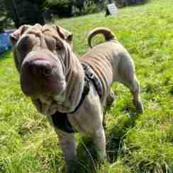 shar pei adoption uk