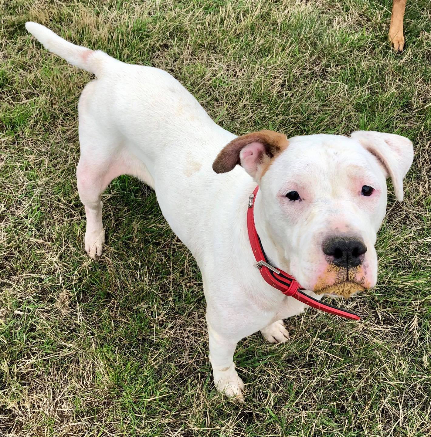 Sami - 4 year old female Staffordshire Bull Terrier available for adoption