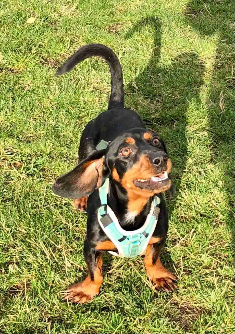 Toby 3 year old male Standard Dachshund available for