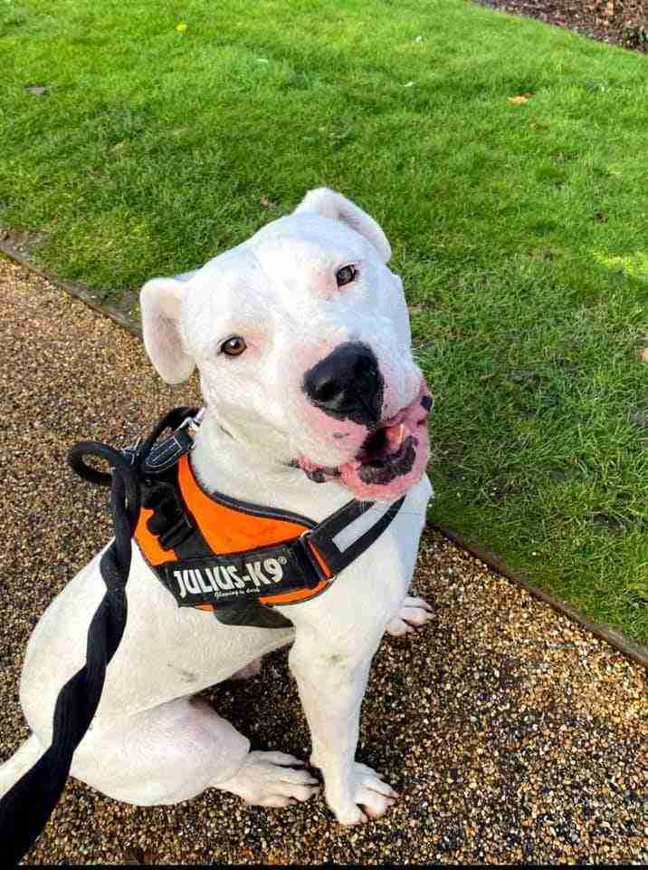 American Bulldog Cross Dogs For Adoption
