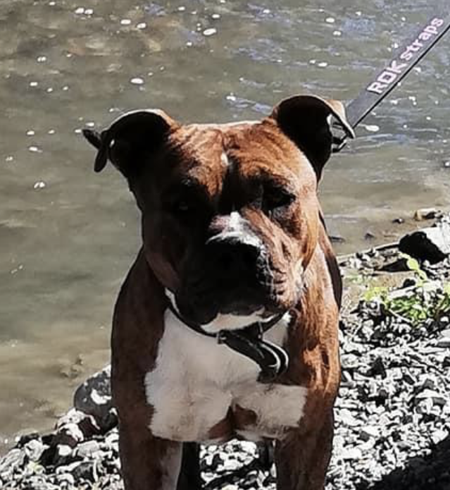 Fred 1 year old male Boxer cross Staffordshire Bull Terrier available for adoption