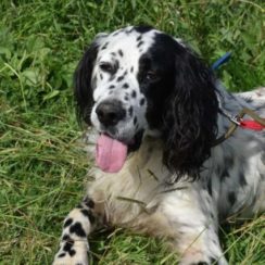 english setter rescue derbyshire