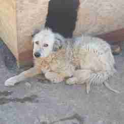 older dogs for rehoming