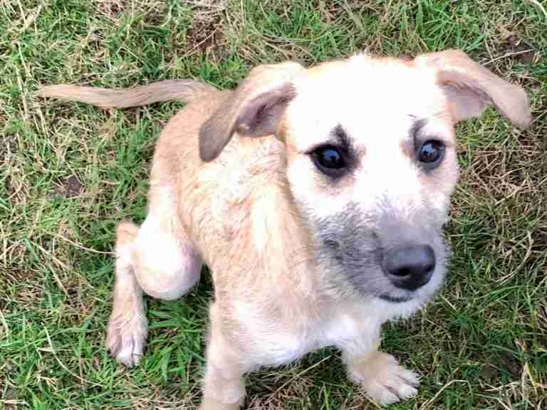 All Animals Rescue and Rehome Essex Dogs for Adoption