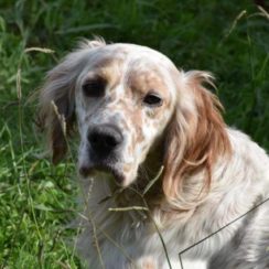 english setter rescue derbyshire