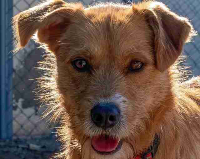 Download Pet Adoption Fairs Colorado Springs Gallery