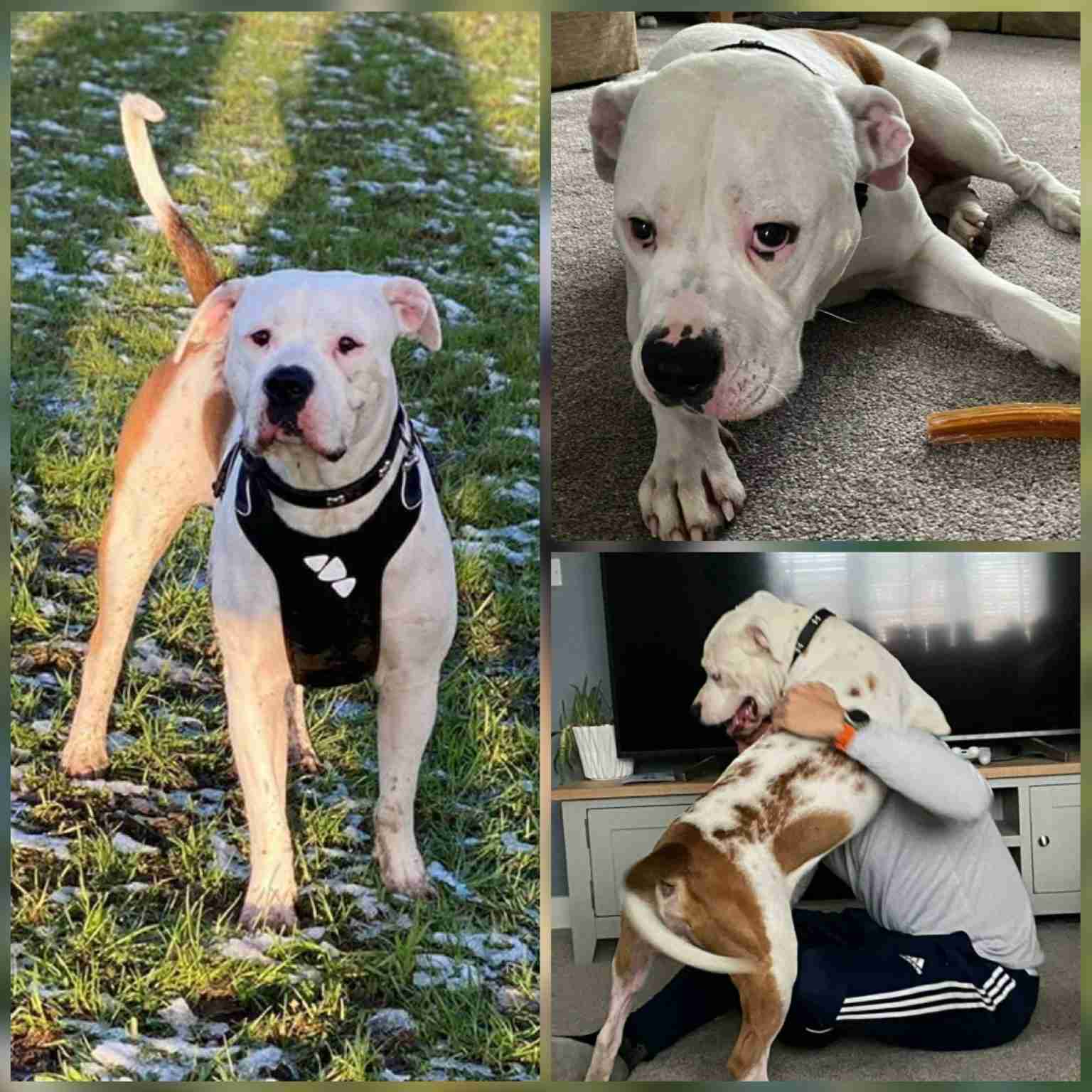 Warrington Animal Welfare Cheshire Dogs for Adoption