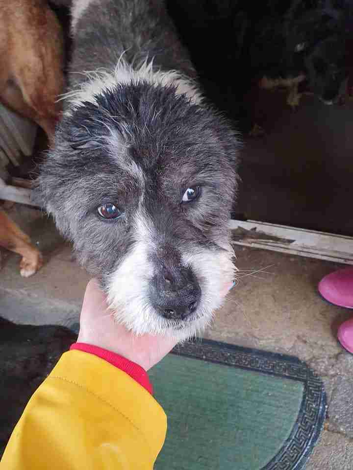 Unknown Cross Medium Size Dogs For Adoption