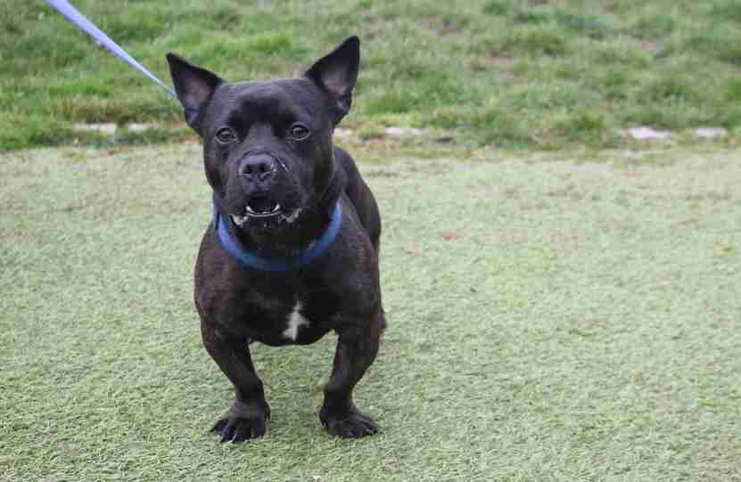 Theo 2 year old male French Bulldog cross Jack Russell Terrier available for adoption
