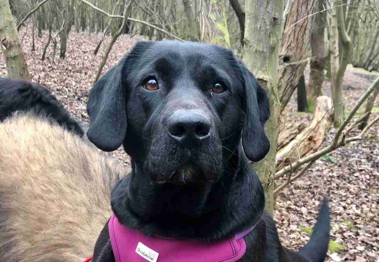 blake-6-year-old-female-labrador-available-for-adoption