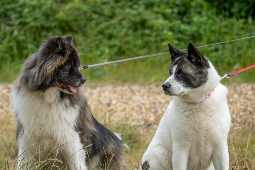 Axel and Lexi - 7 year old male Akitas available for adoption