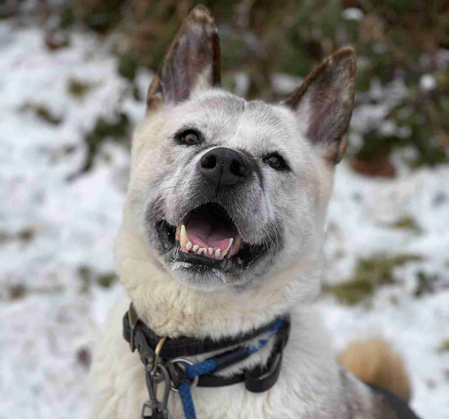 Akita Dogs For Adoption