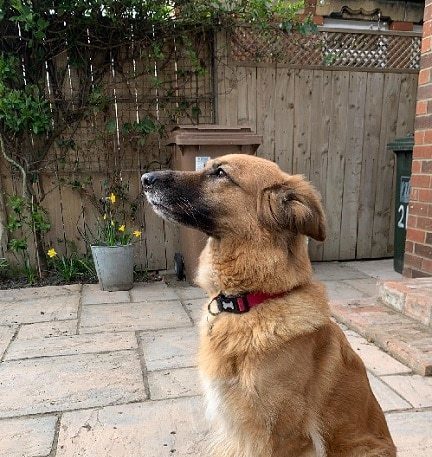 Halo - 1-2 year old female German Shepherd cross Whippet available for