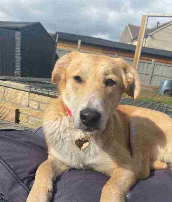 Harry 1 year old male cross Jack Russell Terrier