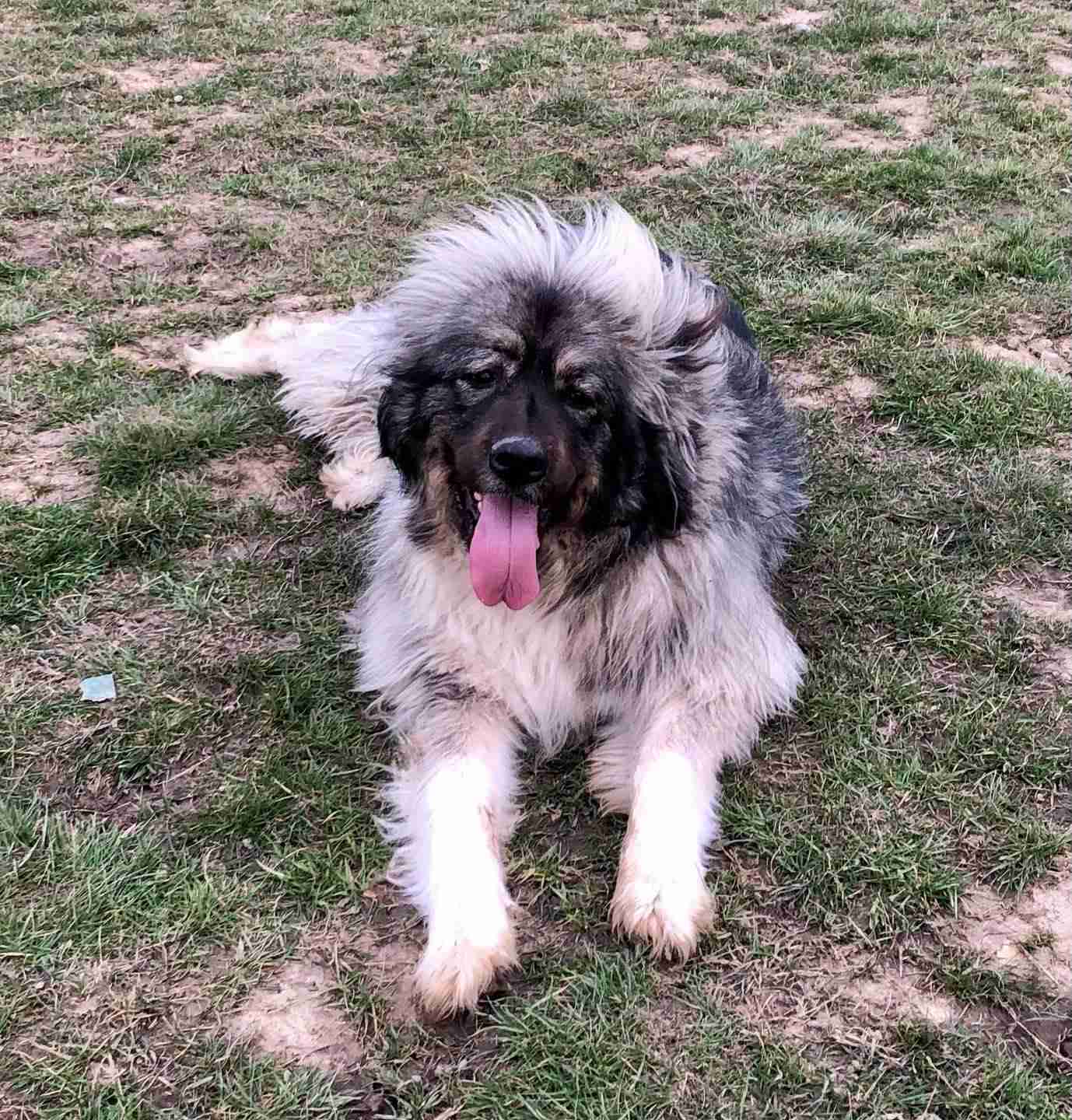 Kendal - 2 year old female Caucasian Shepherd Dog available for adoption