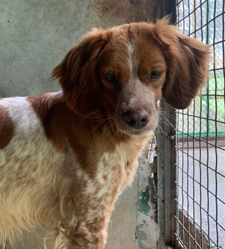 Tara - 3 year old female Brittany Spaniel available for adoption