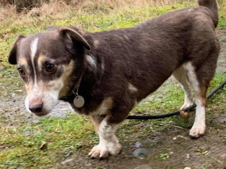 Dachshund Cross Dogs For Adoption