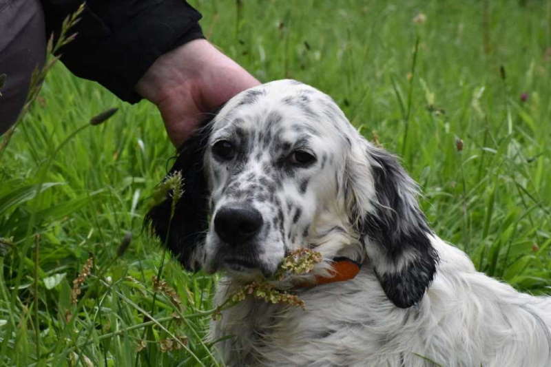 Pria 7 Month Old Female English Setter Available For Adoption