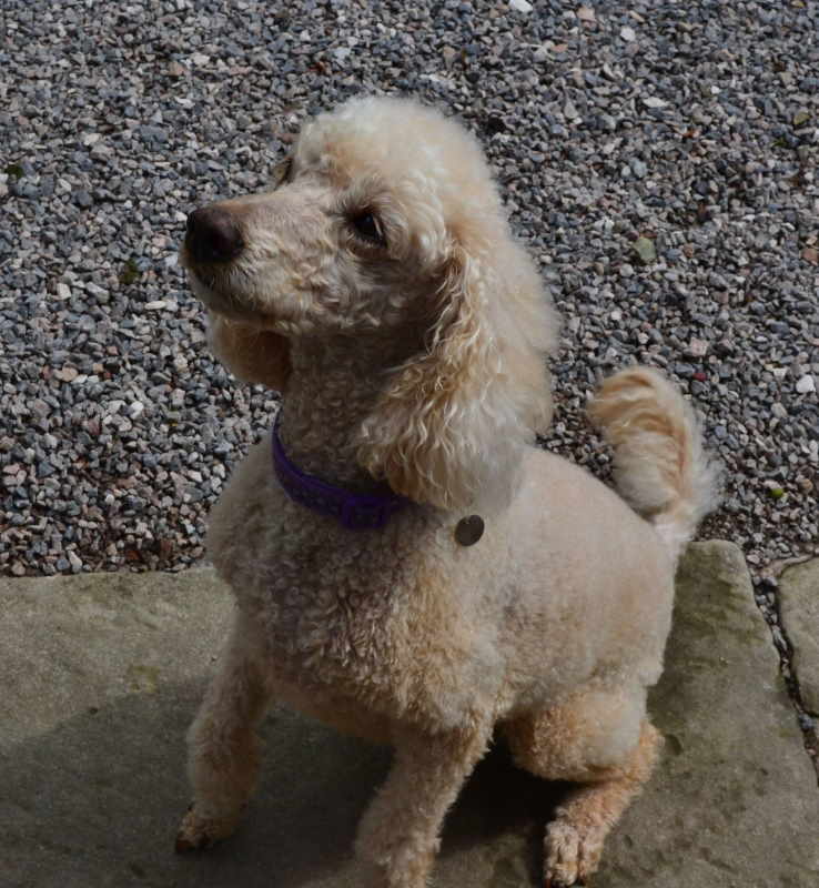 10 year old male Miniature Poodle available for adoption SHOP WITH