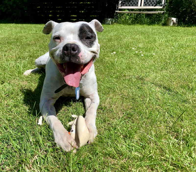 Molly - 6 year old female Staffordshire Bull Terrier available for adoption
