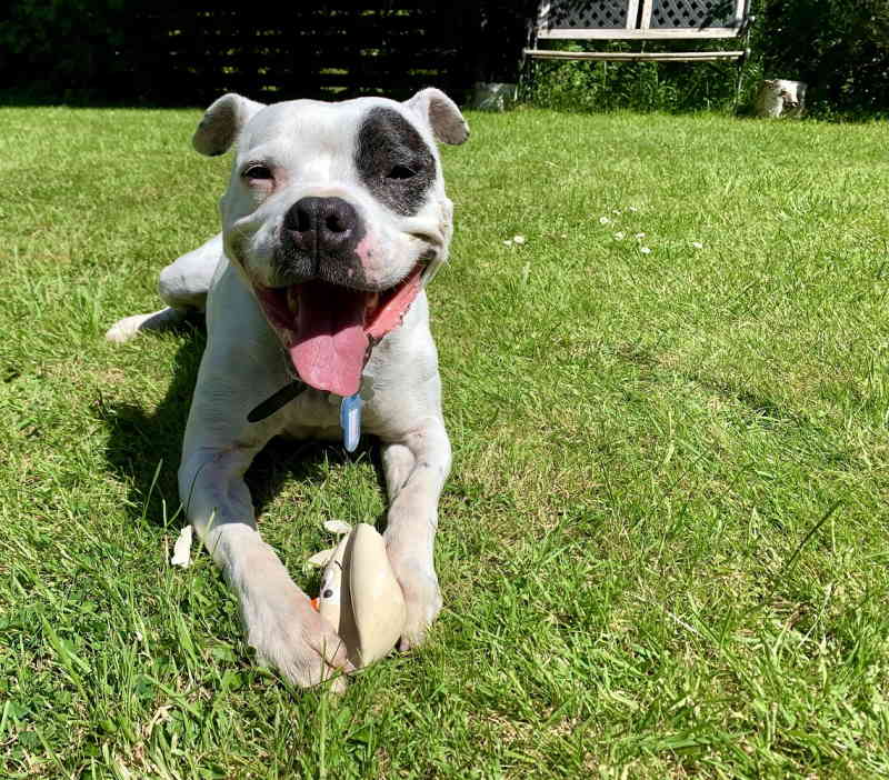 Molly 6 year old female Staffordshire Bull Terrier available for adoption