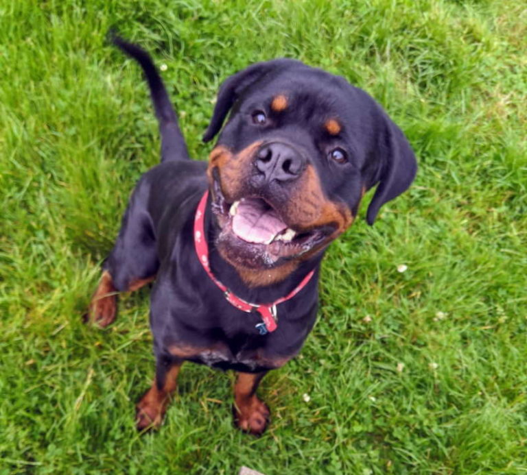 Neville - 12-18 month old male Rottweiler available for adoption