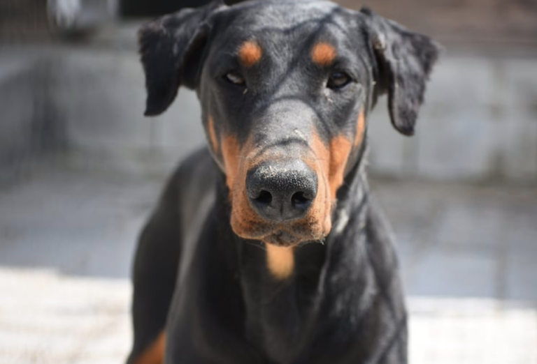 Tulip 18 month old female Vizsla cross Doberman available for adoption