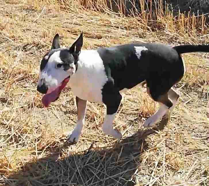 Zak and Roxy - 3-4 year old male and female Rottweilers available for ...