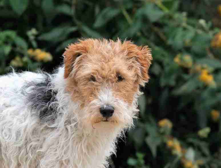 Mylo 5 year old male Wire Haired Fox Terrier available for adoption