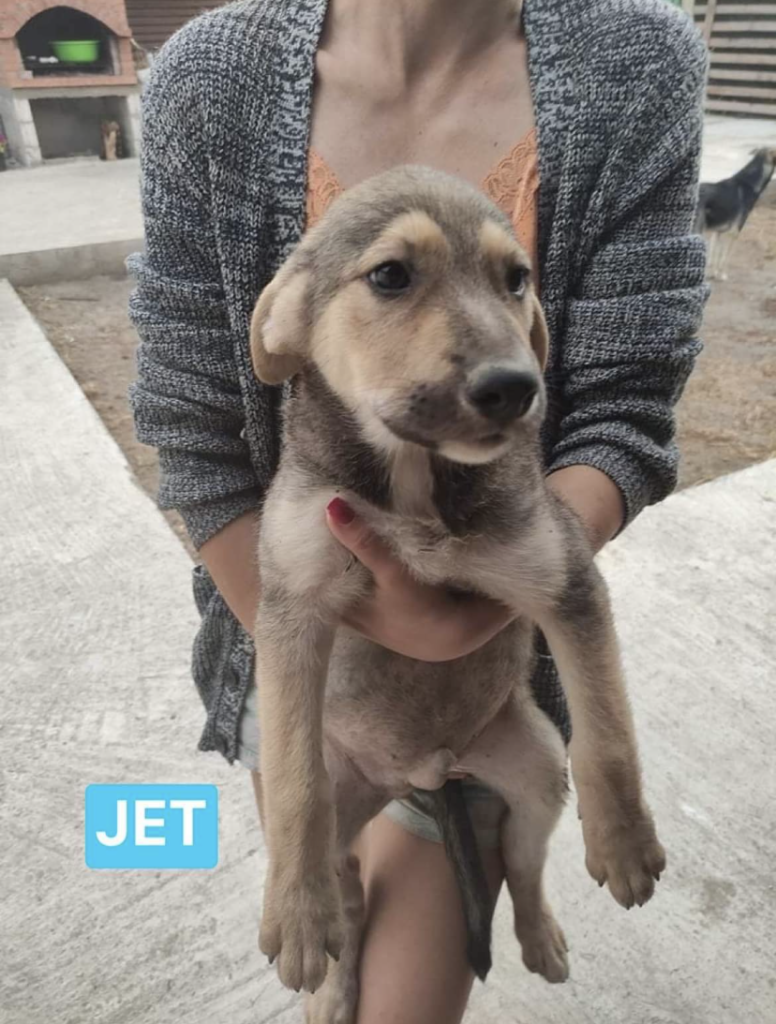 Unknown Cross Large Size Dogs For Adoption