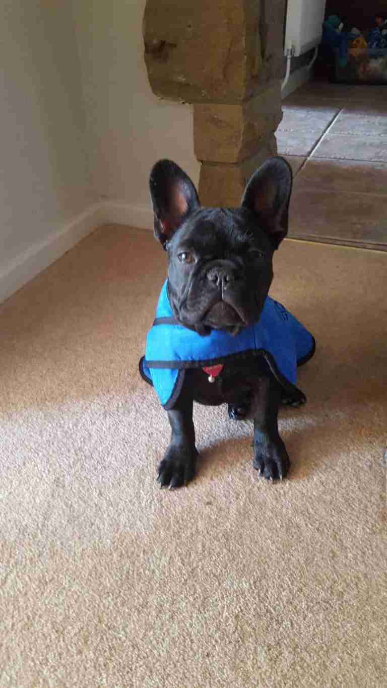 French Bulldog Dogs For Adoption