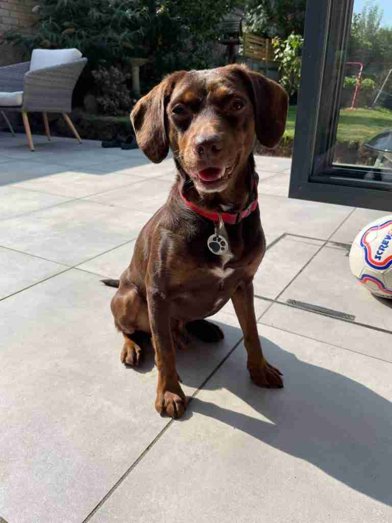 Unknown Cross Medium Size Dogs For Adoption