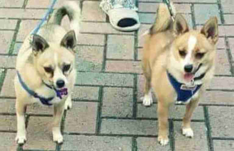 Rovers Dog Rescue Brentwood Essex Dogs For Adoption Dogsblog Com Page 2 Of 24