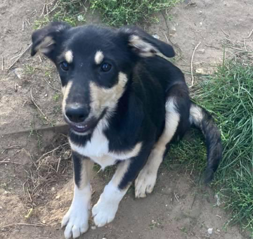 Baxter - 10-12 month old male Border Collie cross Lurcher available for ...