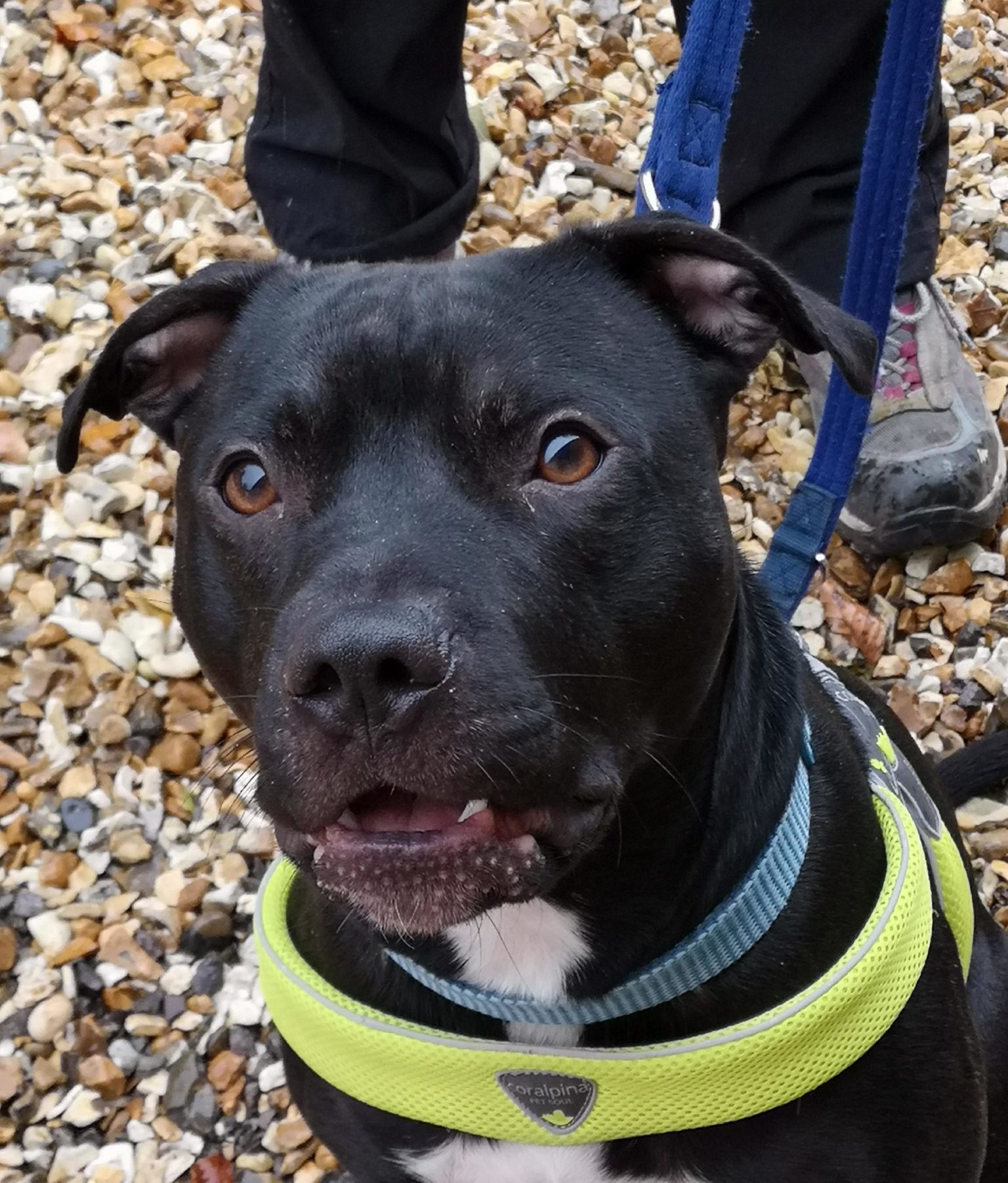 Blaze - 1 year old male Staffordshire Bull Terrier cross German ...