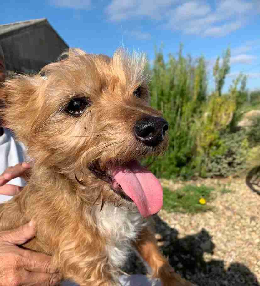 Charlie 10 Year Old Male Yorkshire Terrier Cross Available For Adoption