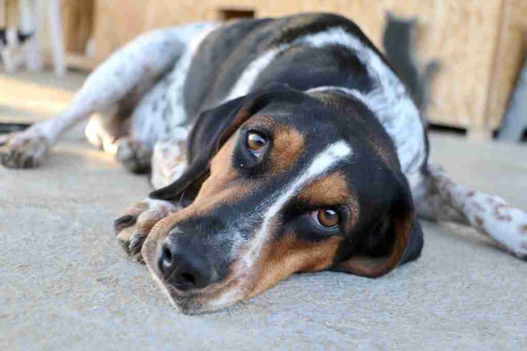 Barney 6 month old male Labrador cross Greyhound available for adoption