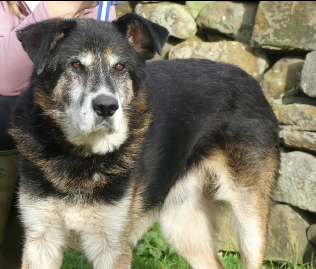 7 Older Dogs Who Would Love A New Life