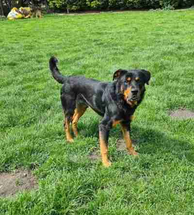 Bronson 3 Year Old Male Rottweiler Available For Adoption